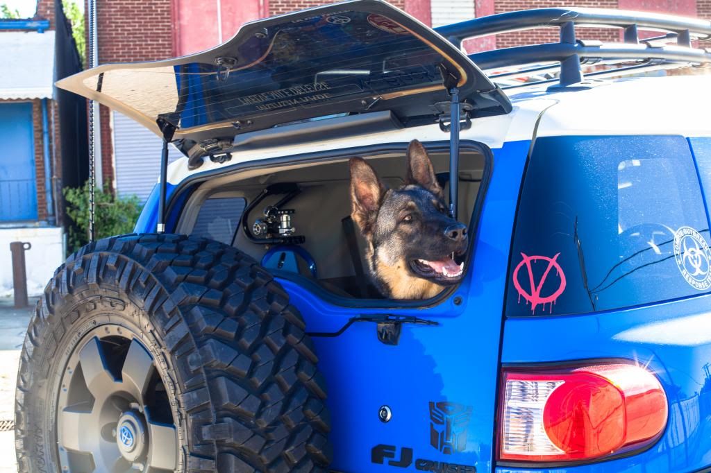 Rear Window Pet Security Toyota FJ Cruiser Forum